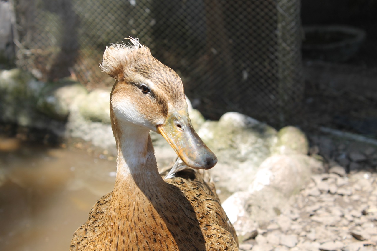 animals nature duck free photo