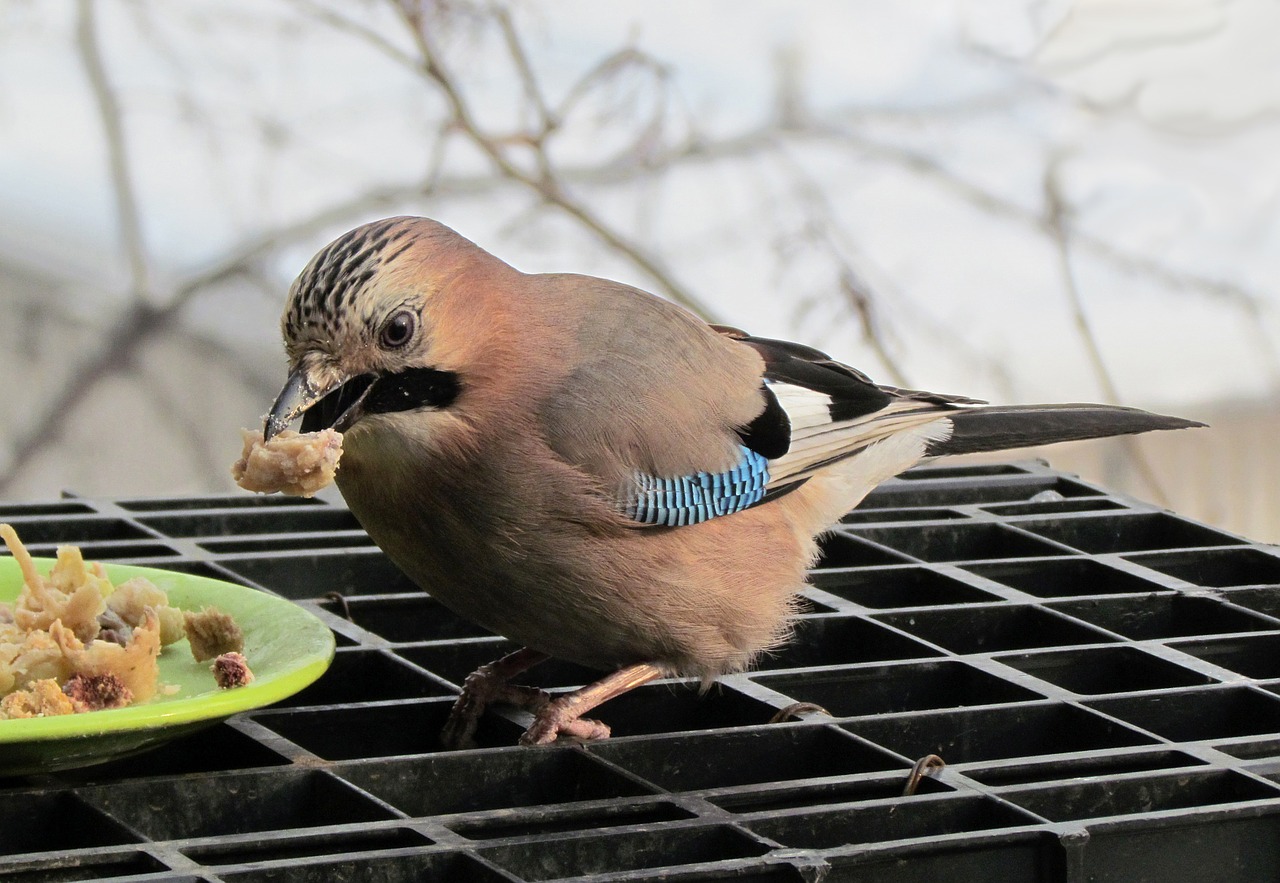 animals birds jay free photo