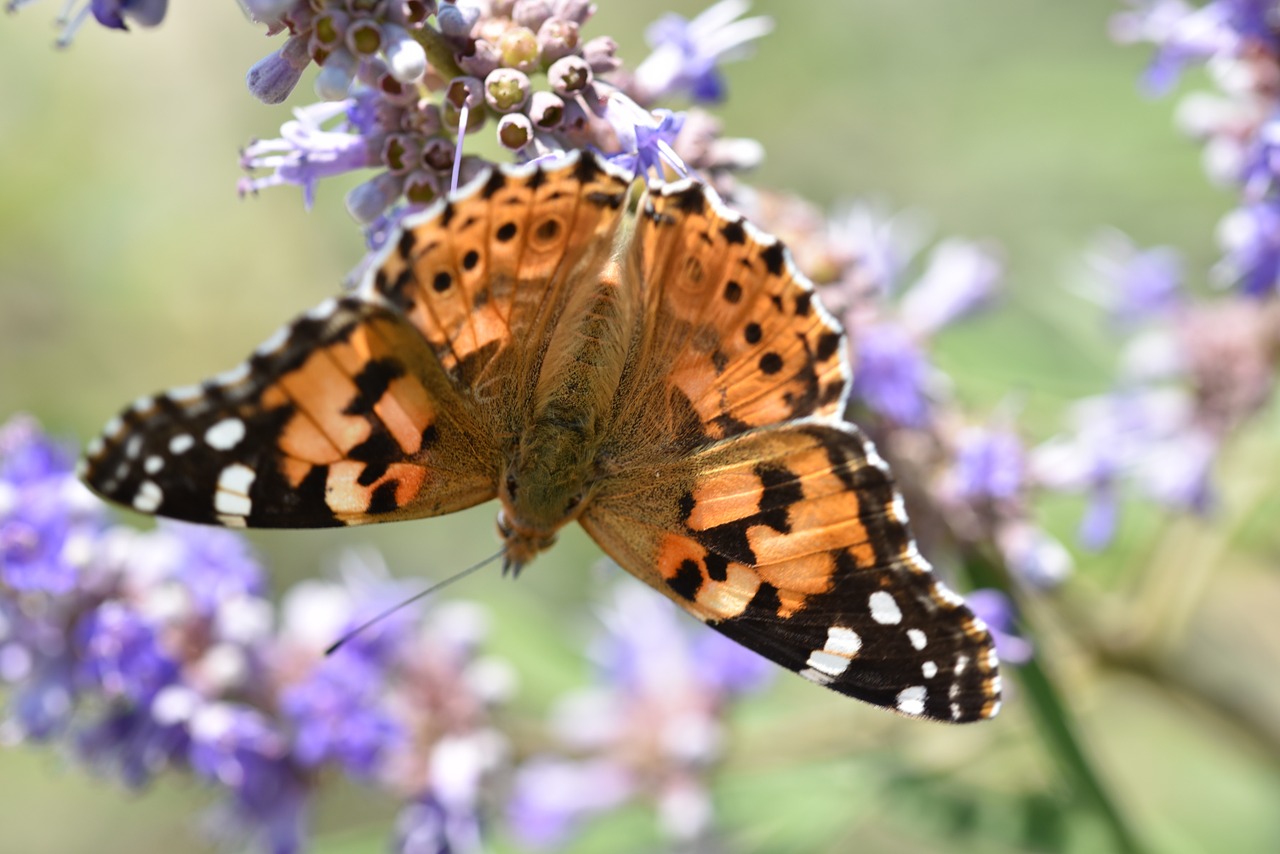 animals butterfly close free photo