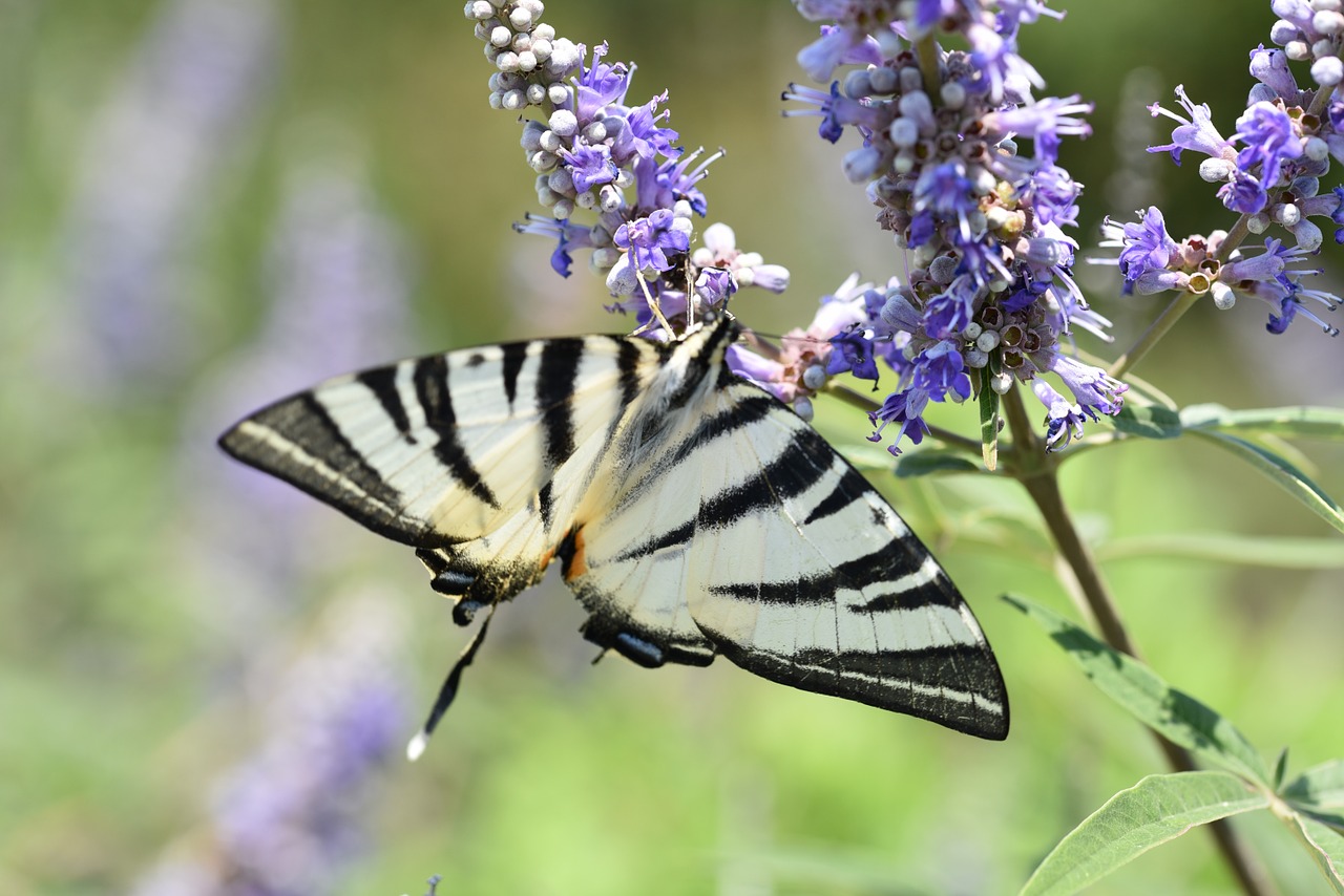 animals butterfly macro free photo