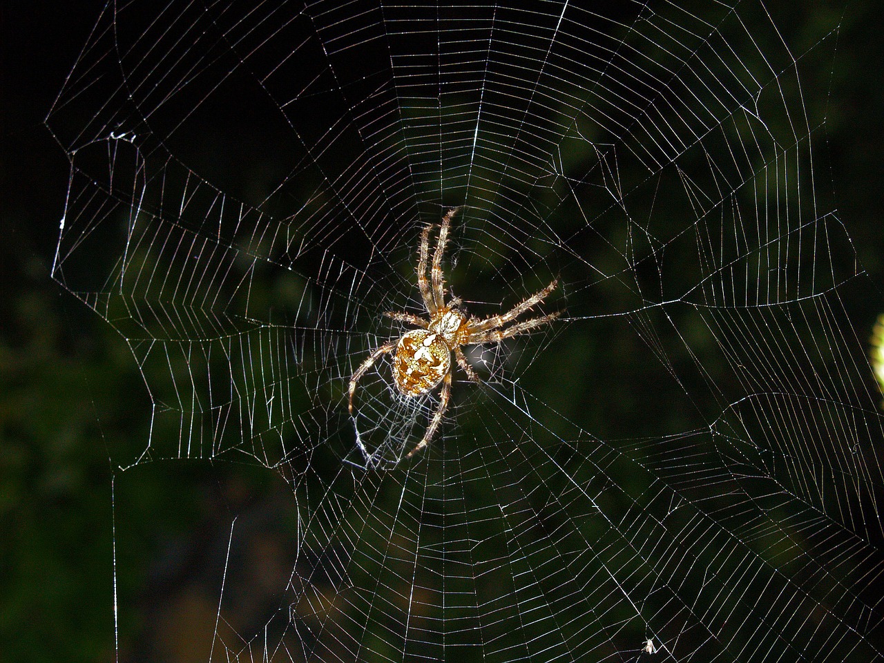 animals insect spider free photo