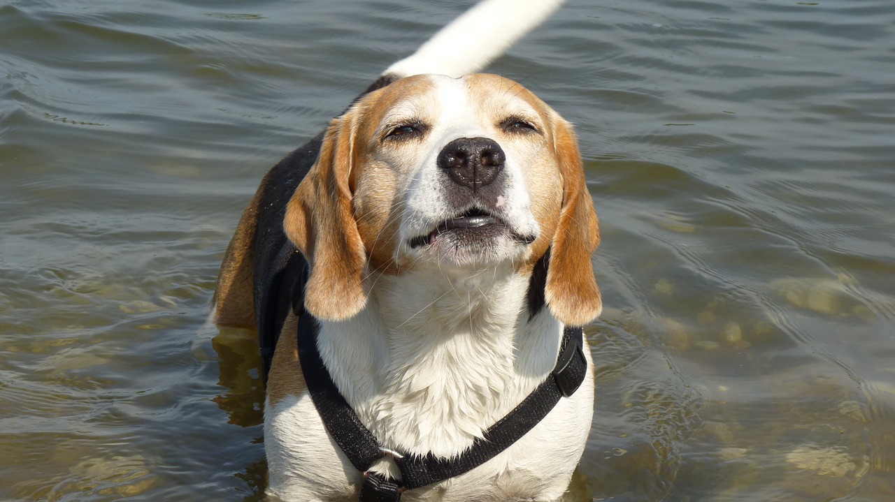 animals dog beagle free photo