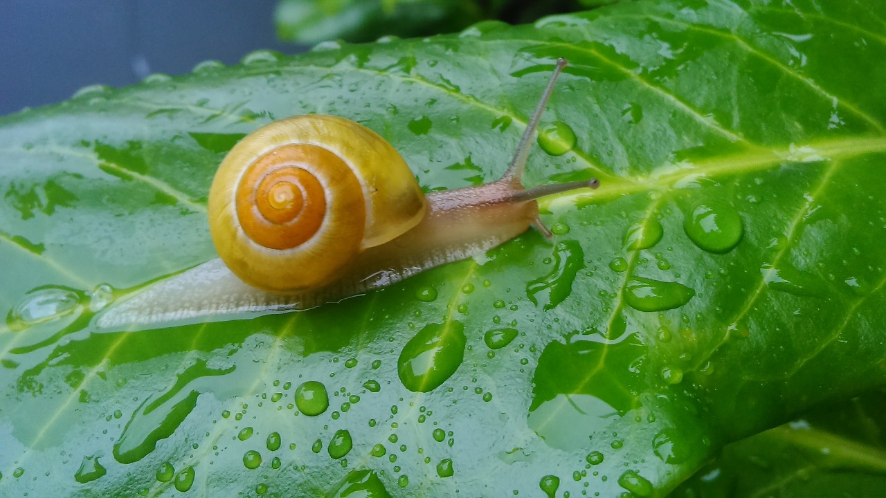 animals snail branch free photo