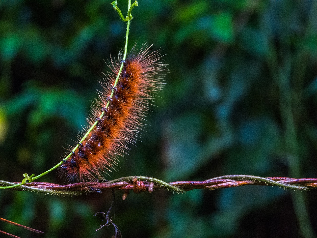 animals hairy beast caterpillar free photo