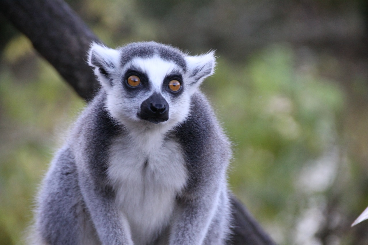 animals lemur hair free photo