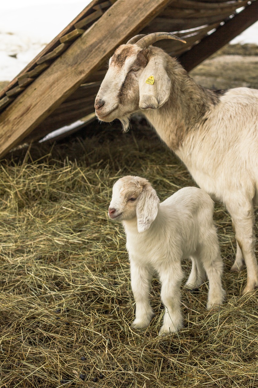 animals goat lambs free photo