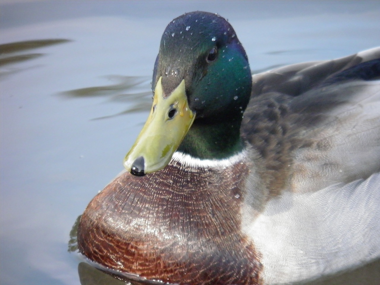 animals duck animal free photo