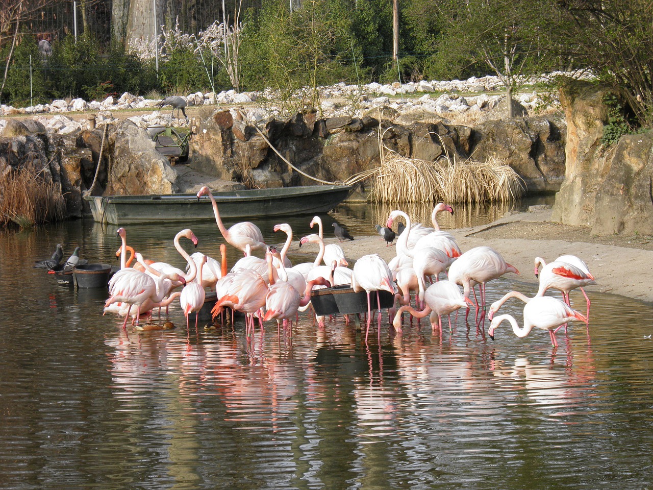 animals nature pink flamingo free photo