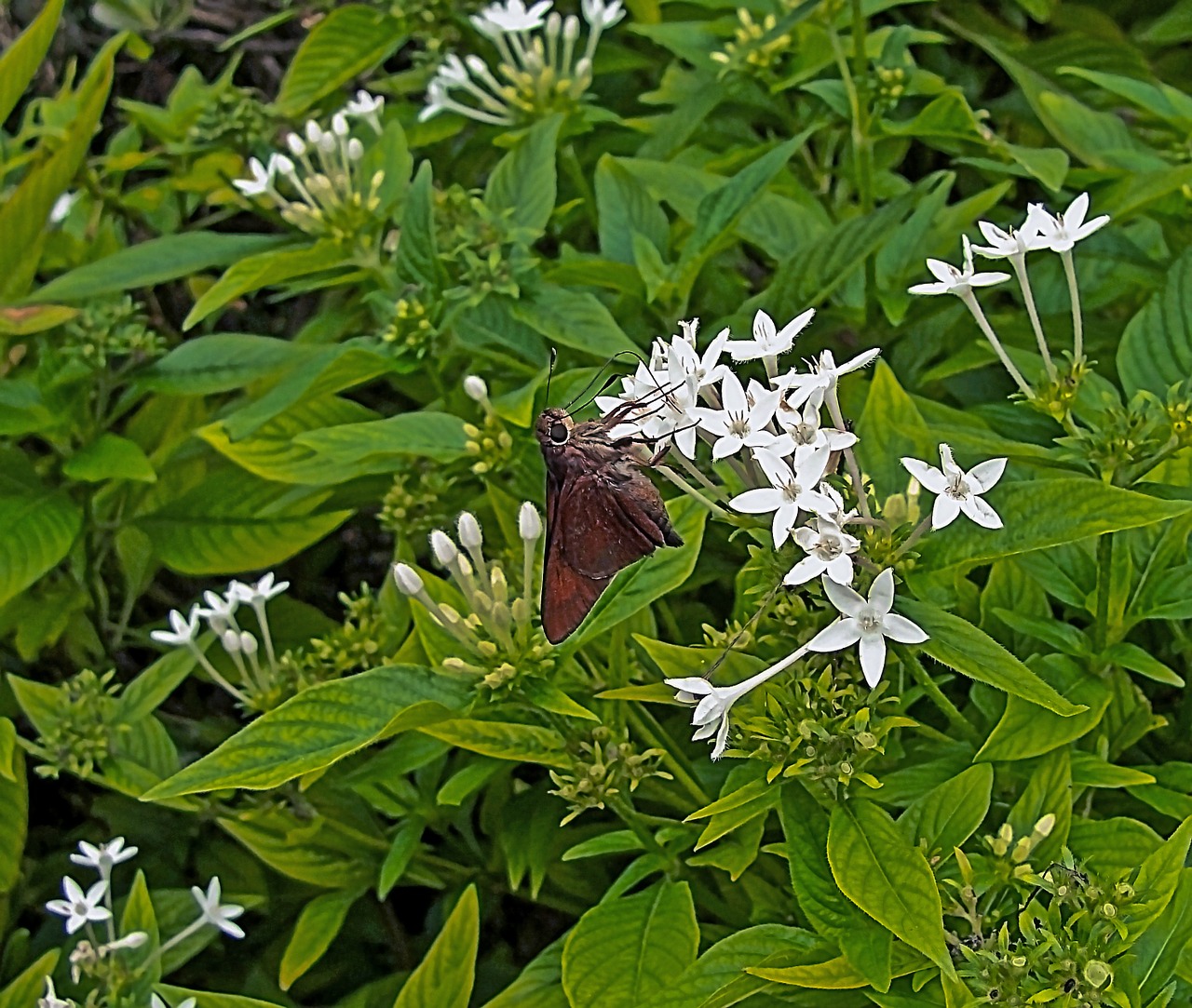 animals butterfly nature free photo