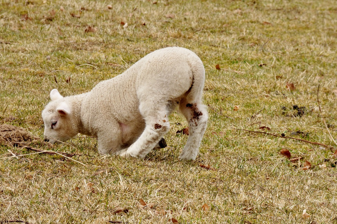 animals lamb outdoor life free photo