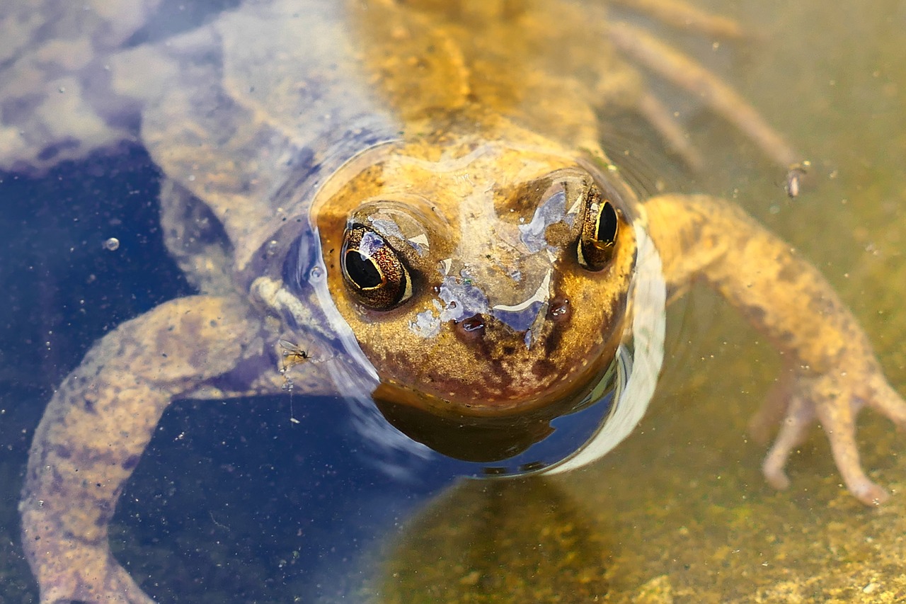 animals frogs amphibian free photo