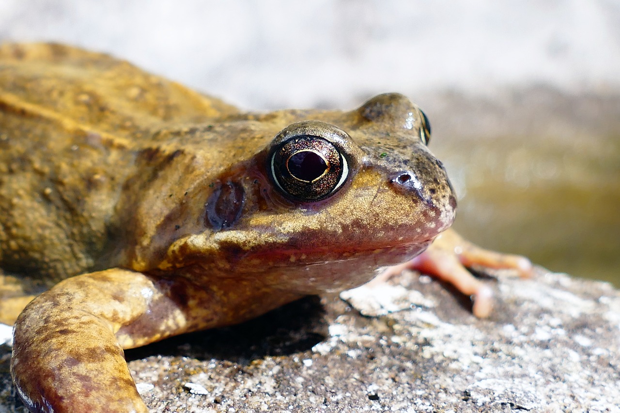 animals frogs amphibian free photo