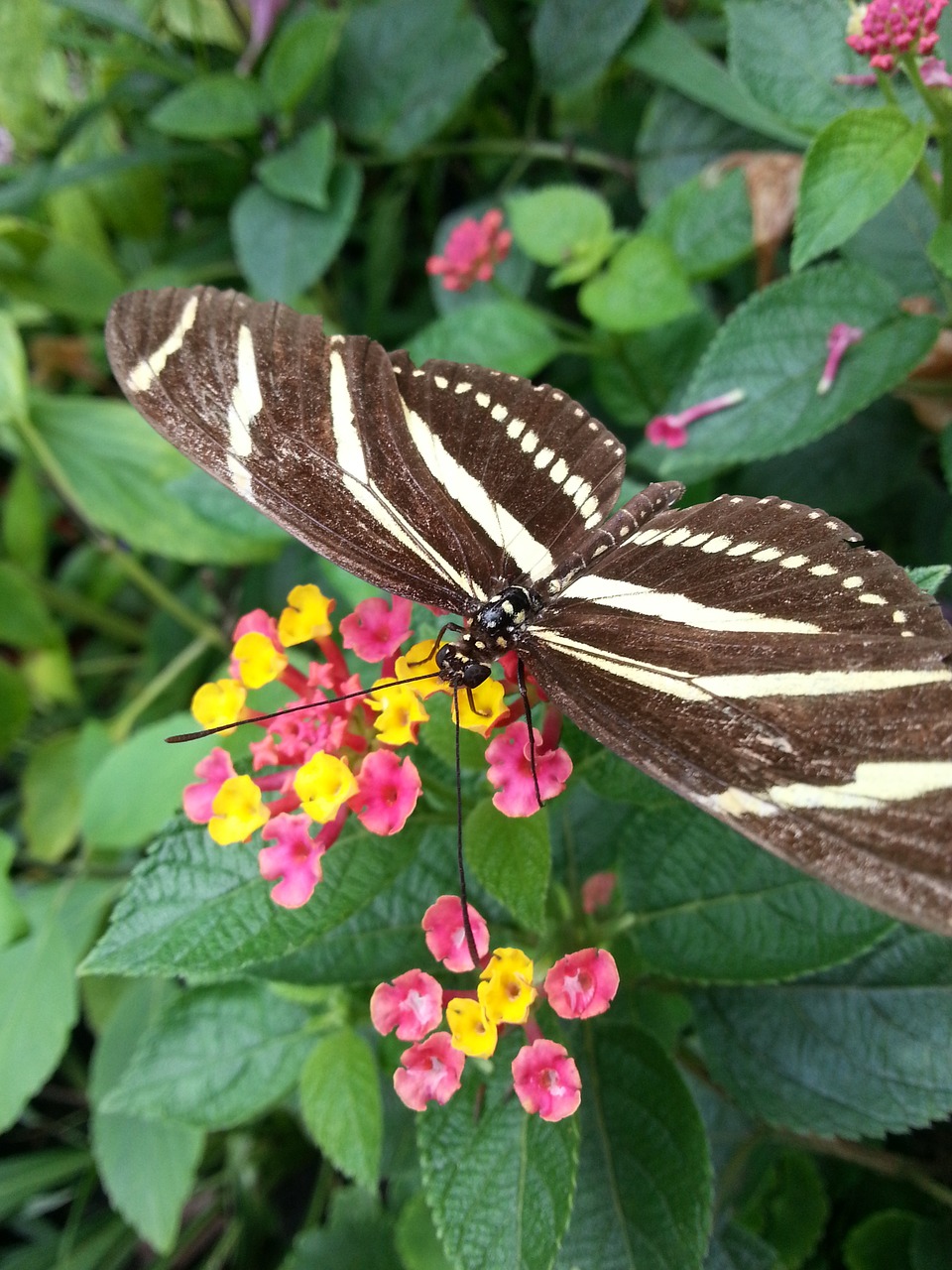 animals butterfly nature free photo