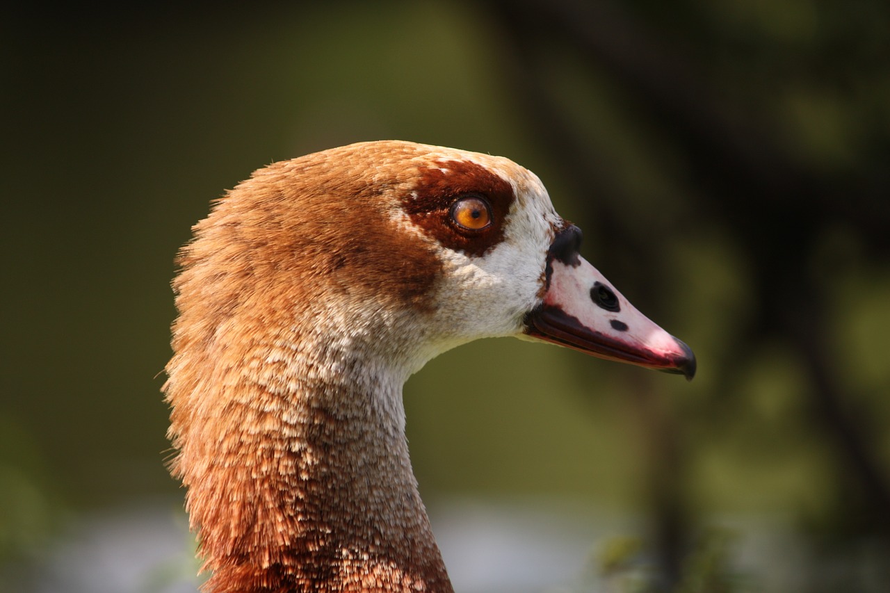 animals duck nature free photo