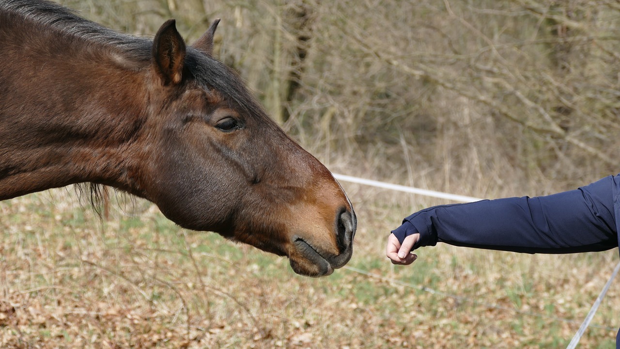 animals horse horse head free photo