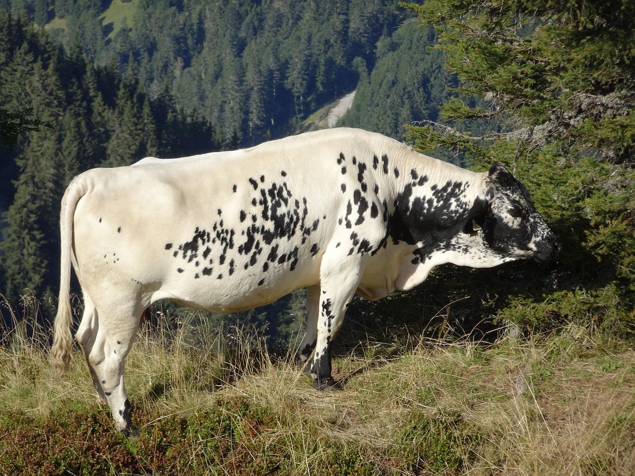 cow animals nature free photo