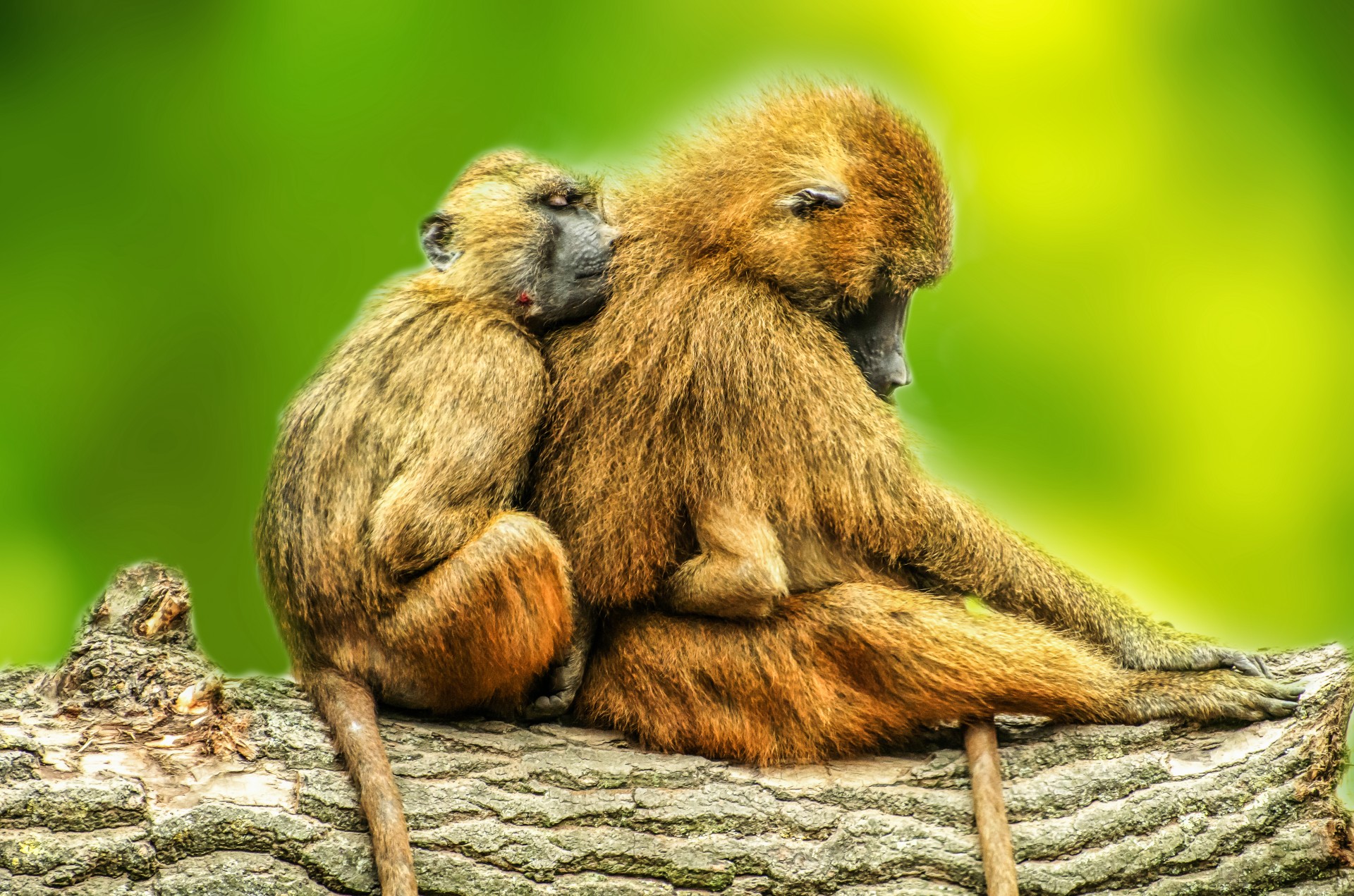 animals baboons brown free photo