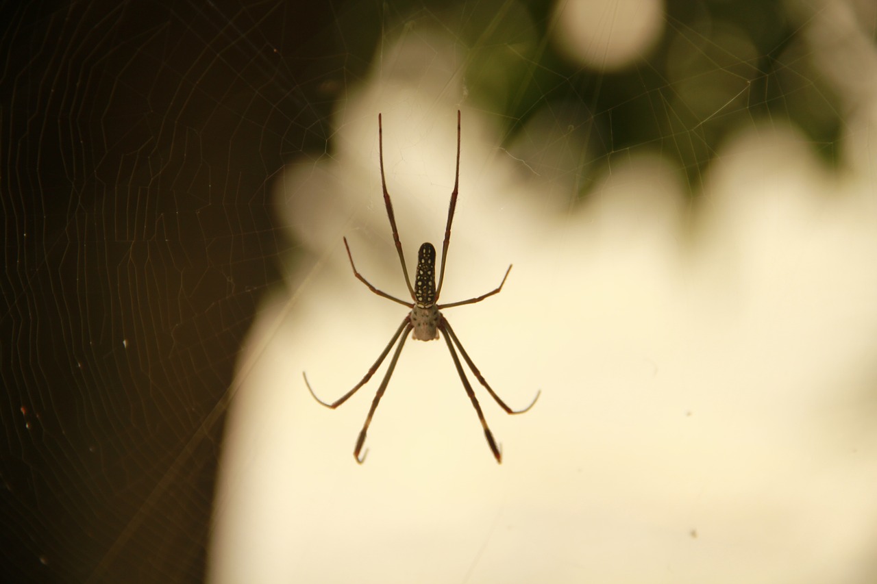 animals spider nature free photo