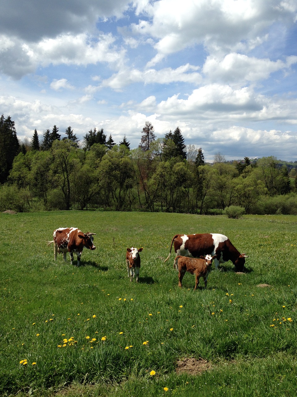 animals cows pasture land free photo