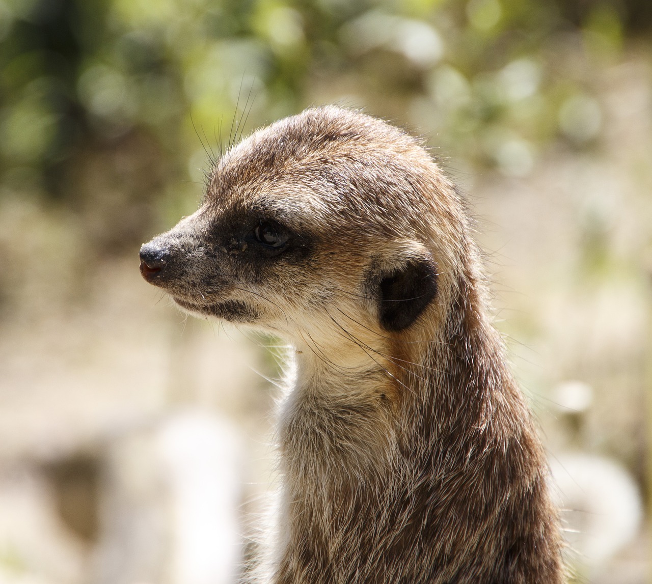 animals meerkat zoo free photo