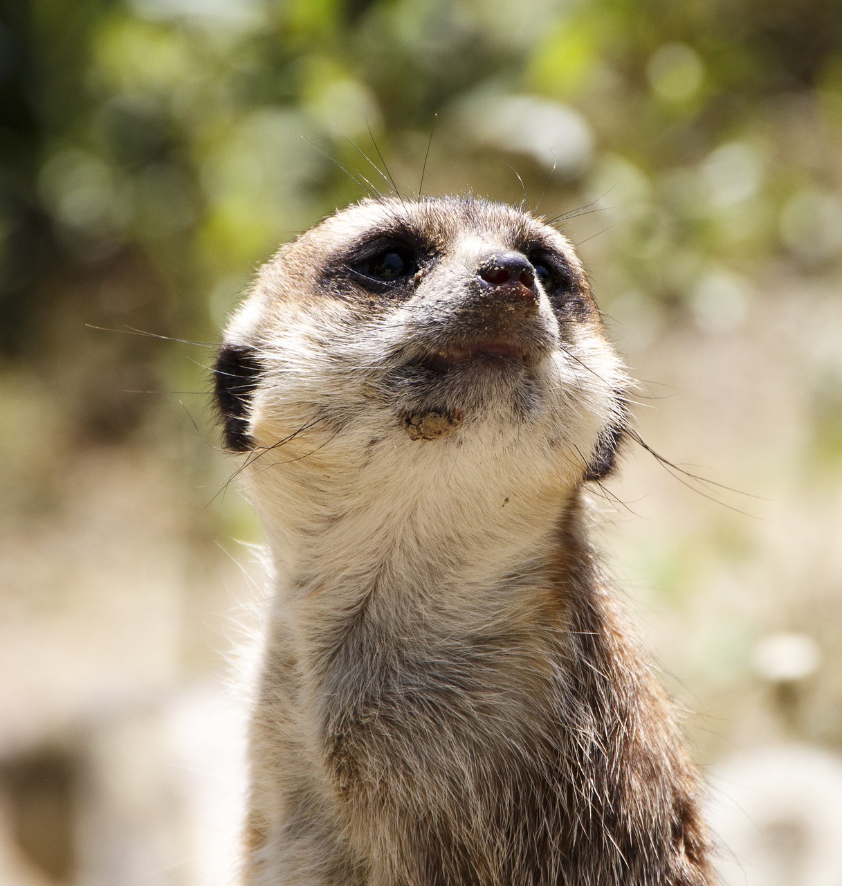 animals meerkat zoo free photo