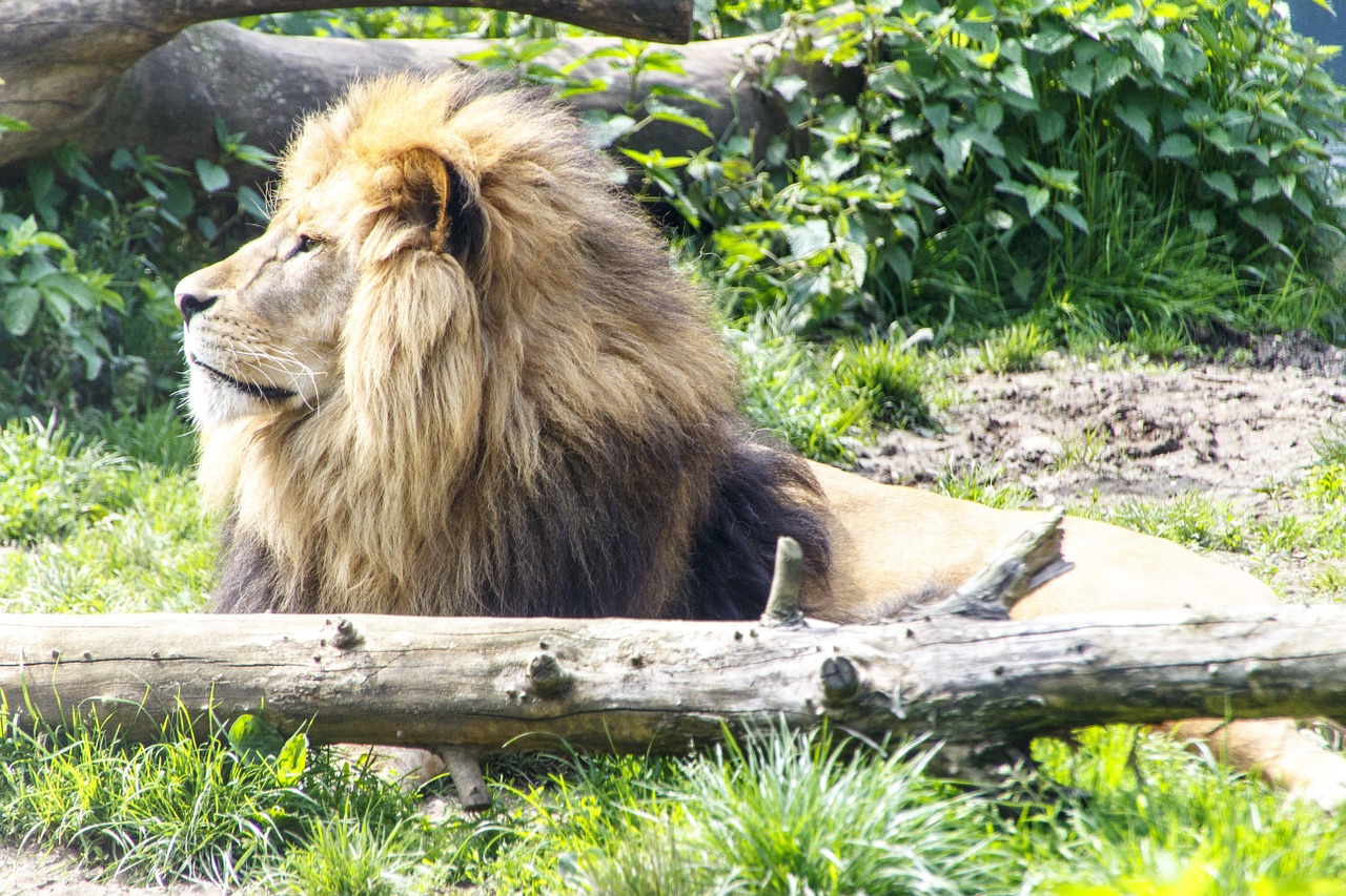 animals lion zoo free photo