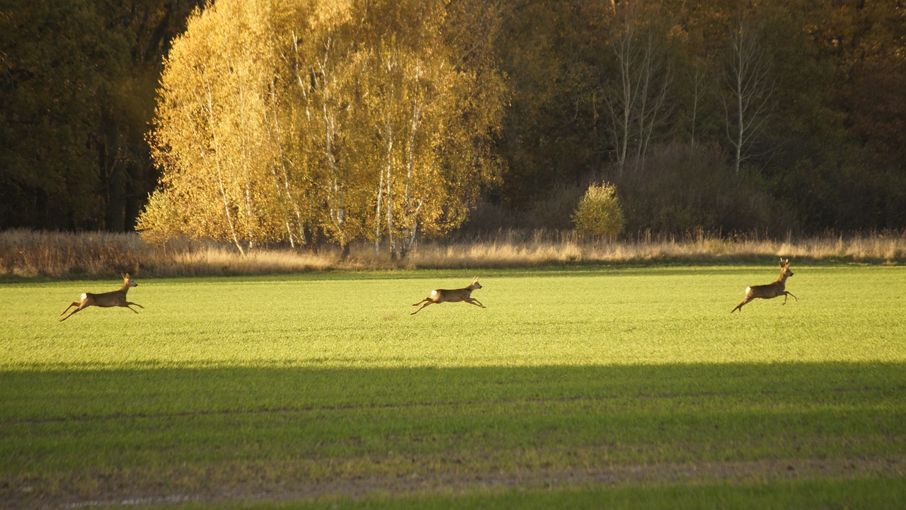 animals running nature free photo