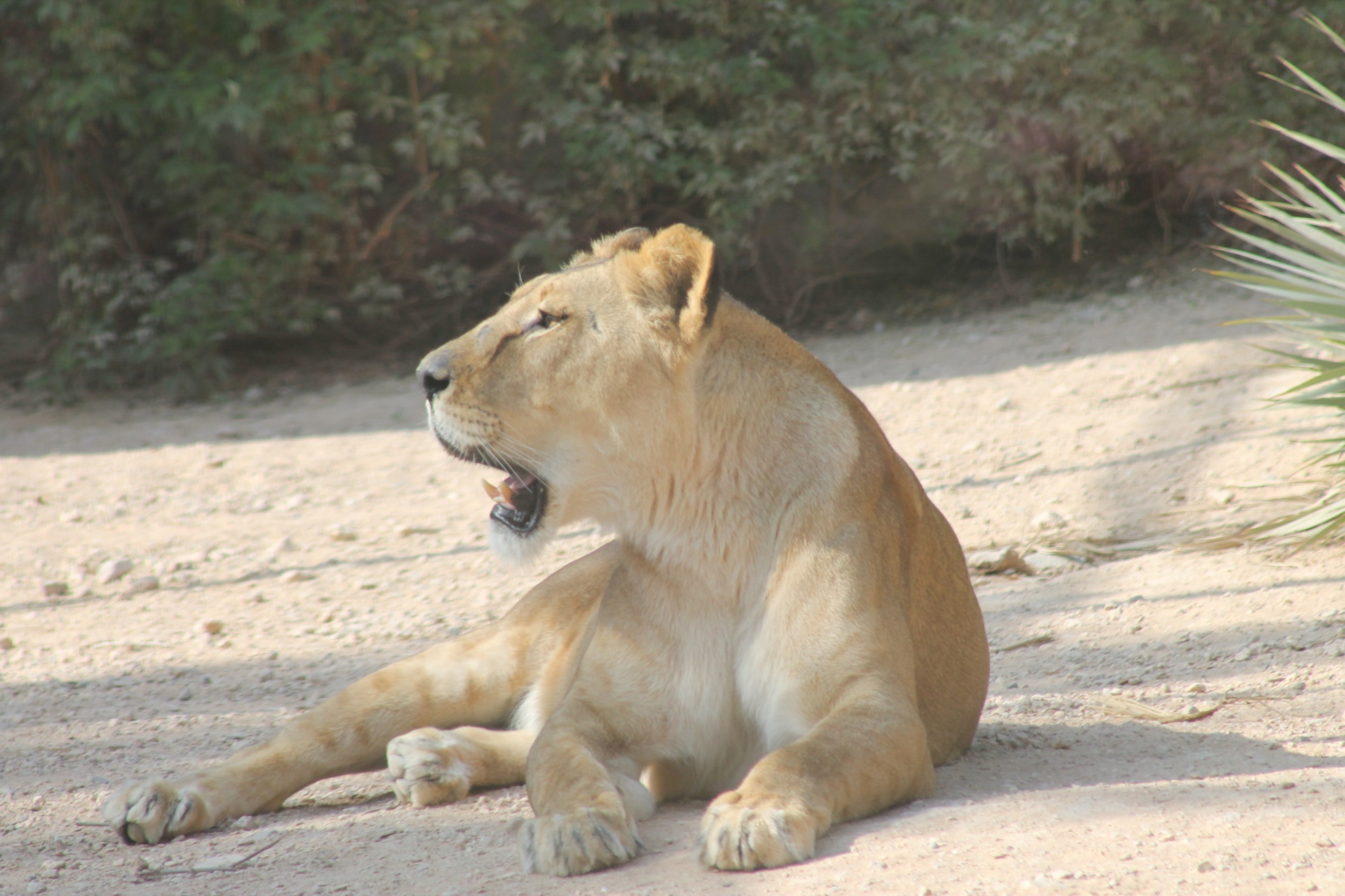 lioness animals free pictures free photo