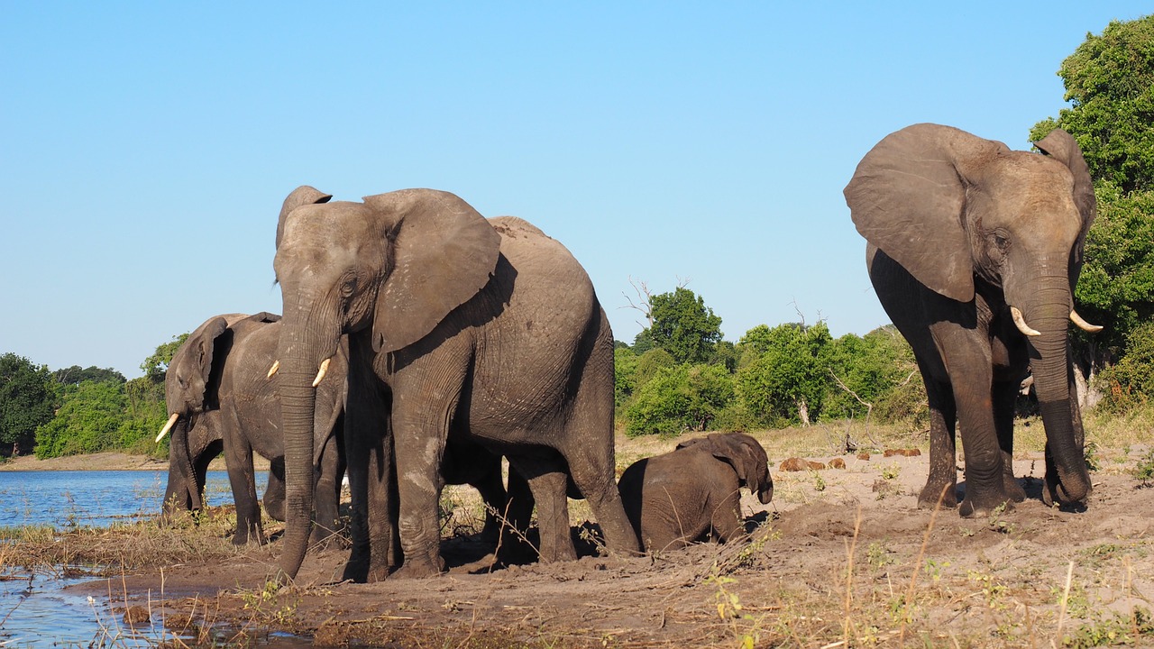 animals elephants africa free photo