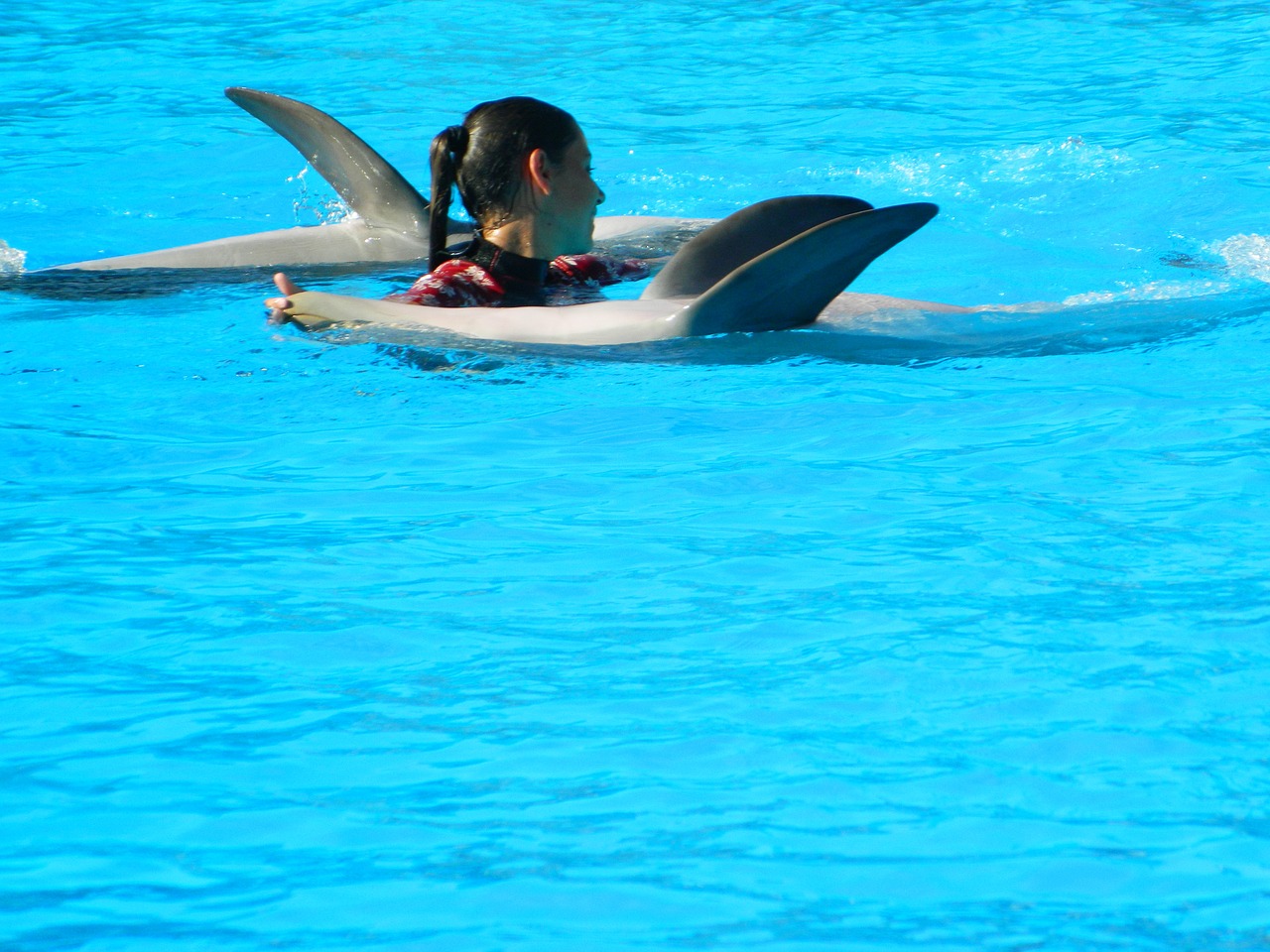 animals dolphin marine mammal free photo
