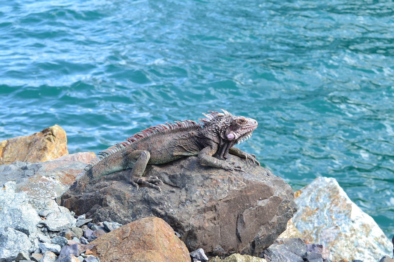 animals exotic iguana free photo