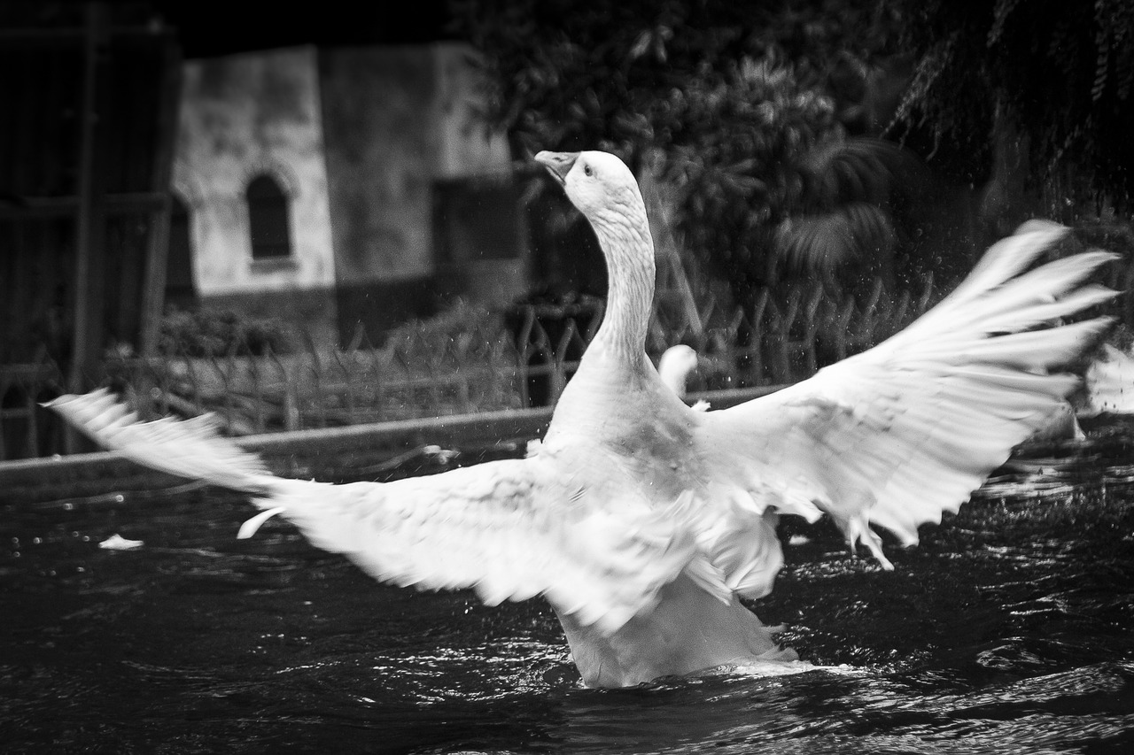 animals swan peak free photo