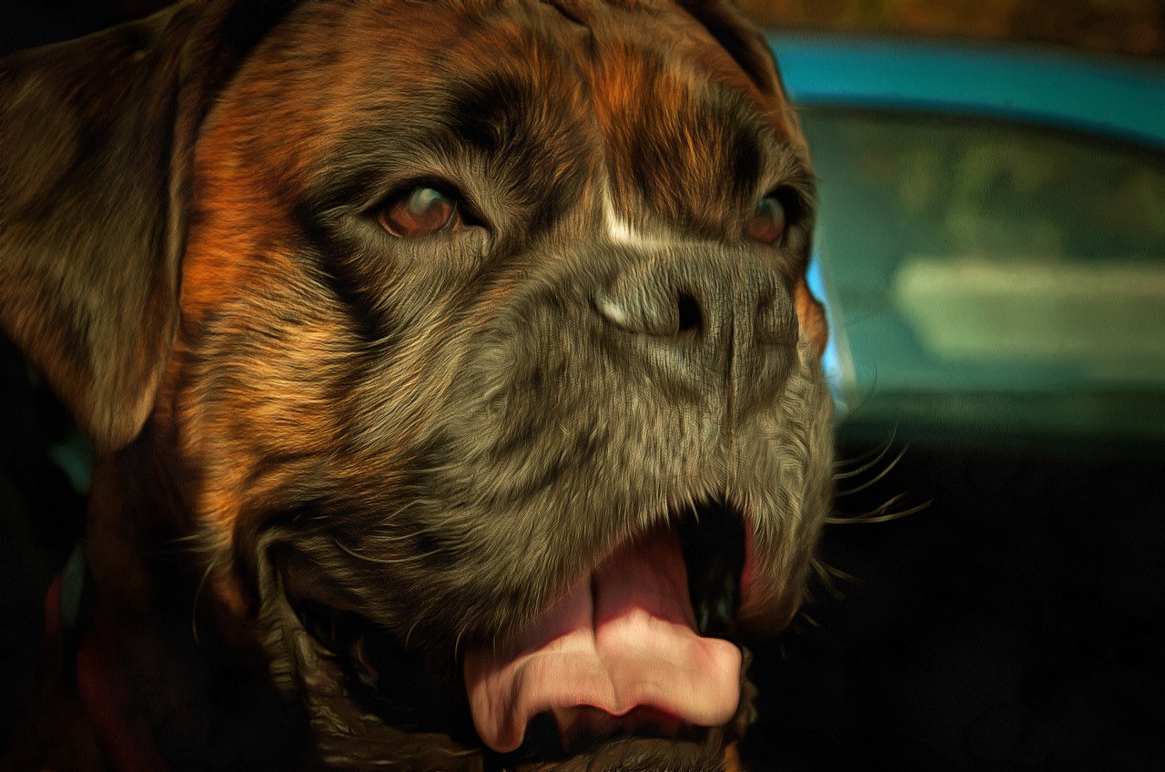 animals boxer dog free photo