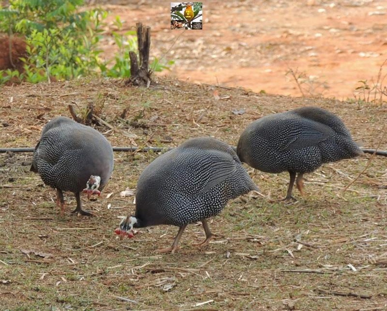 animals place santos santa barbara free photo