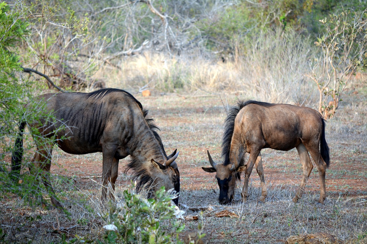 wild animals kruger park south africa free photo