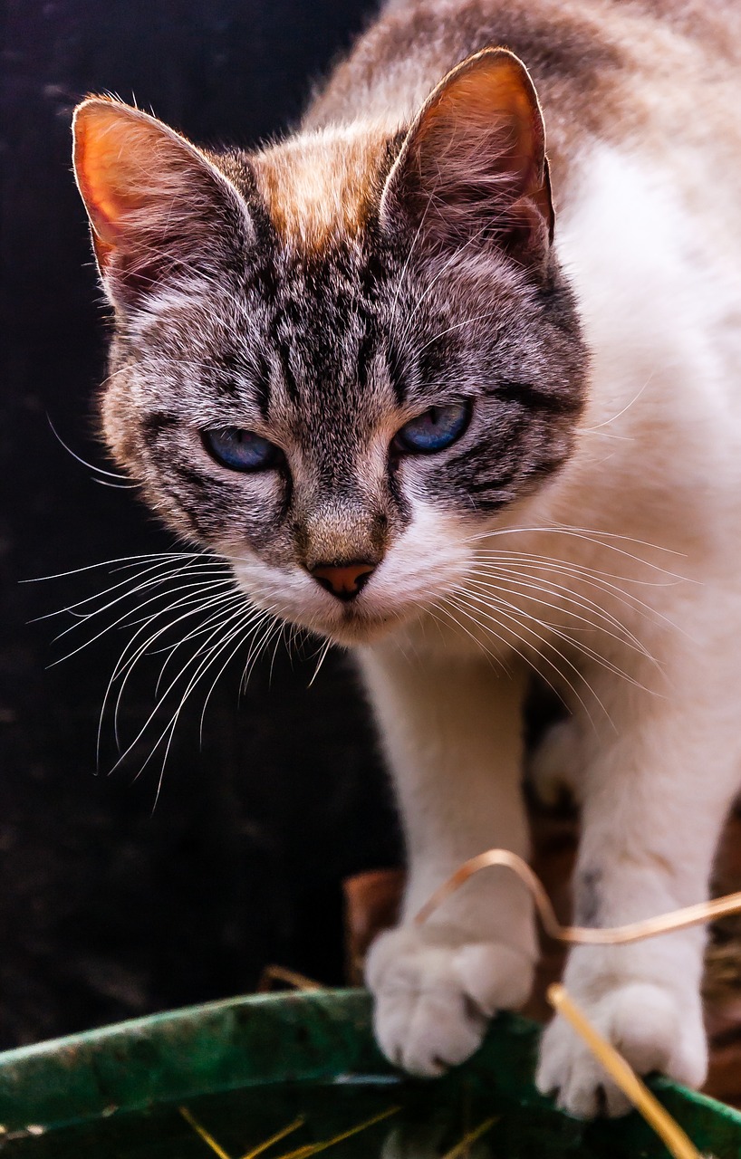 animals cat portrait of cat free photo