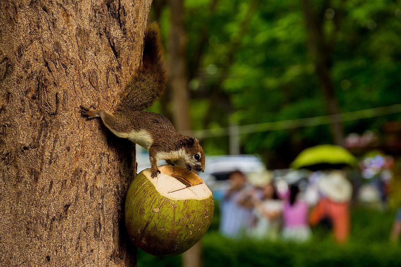 animals squirrel holding a coconut free photo
