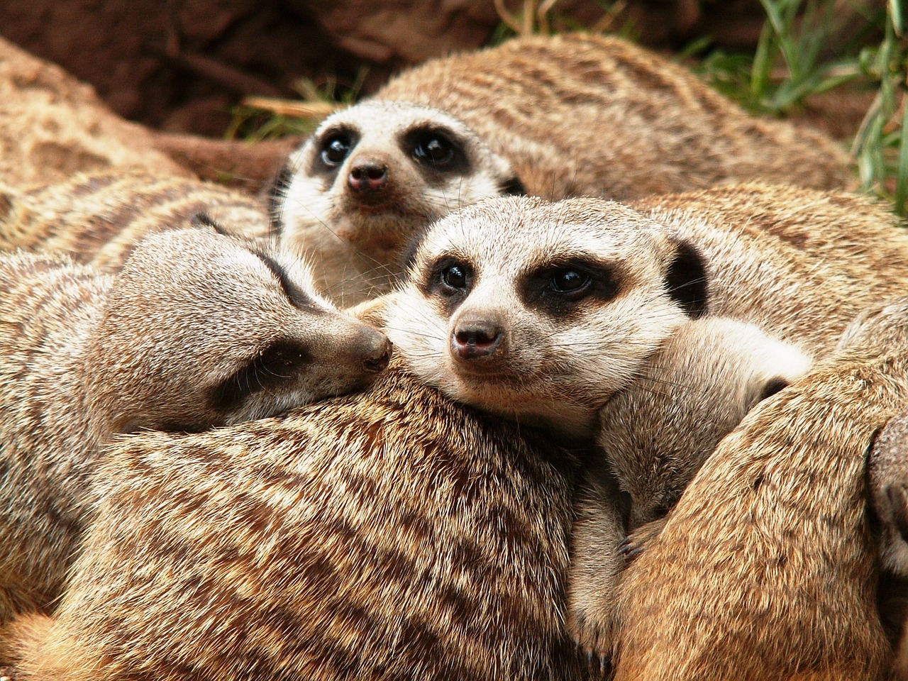 animals meerkat zoo free photo