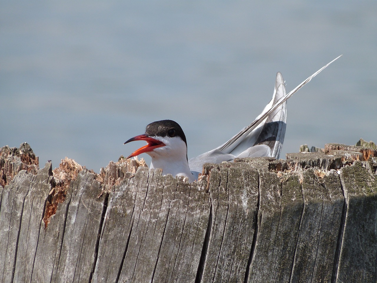 animals bird water free photo