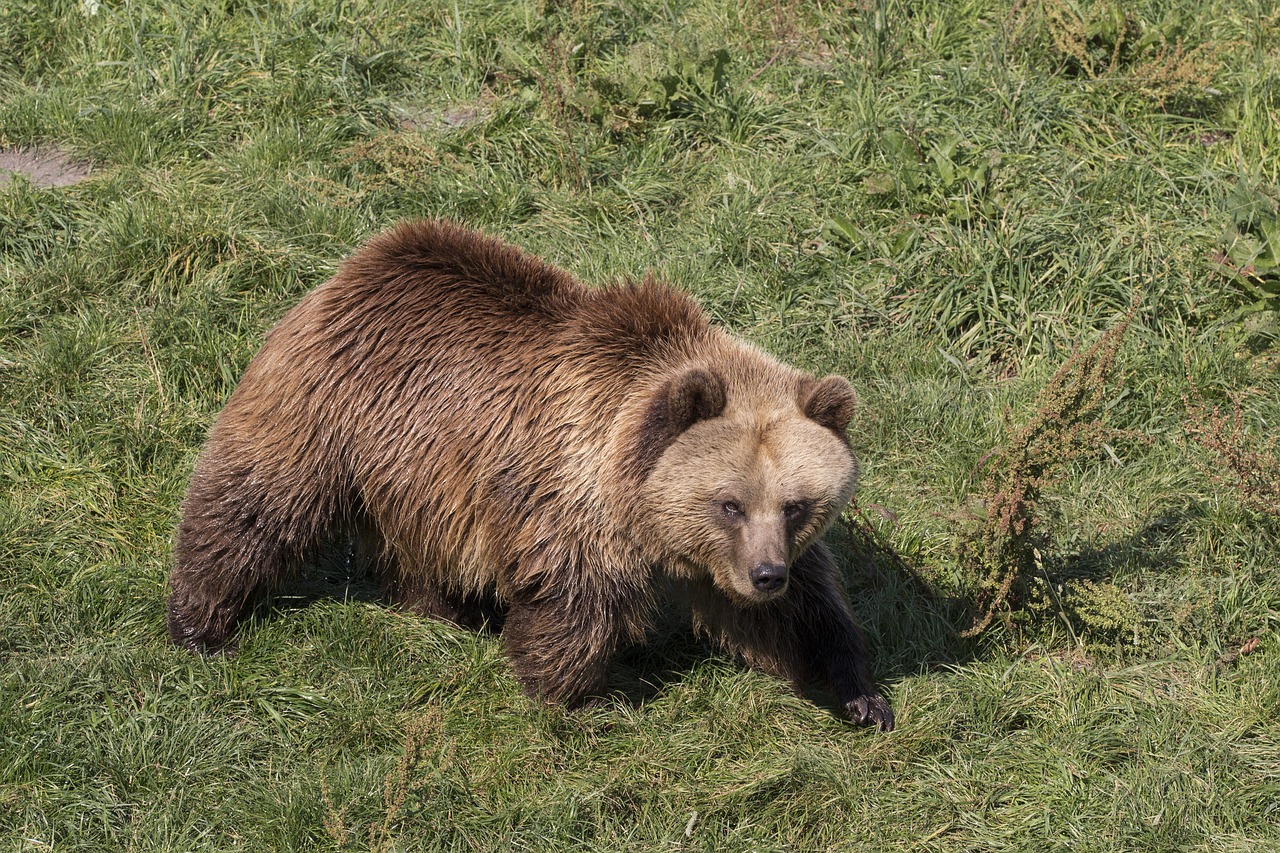 animals bear nature free photo