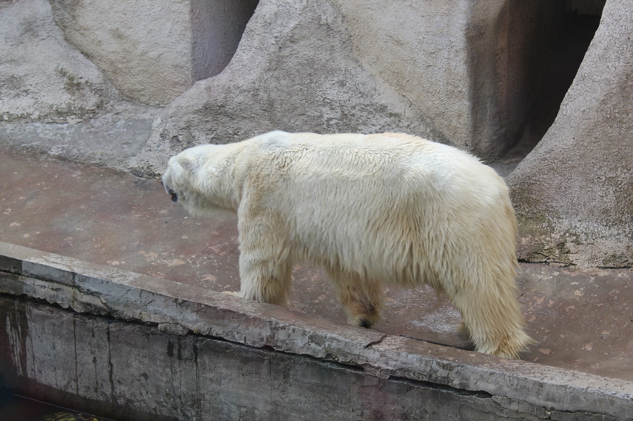 animals bear zoo free photo