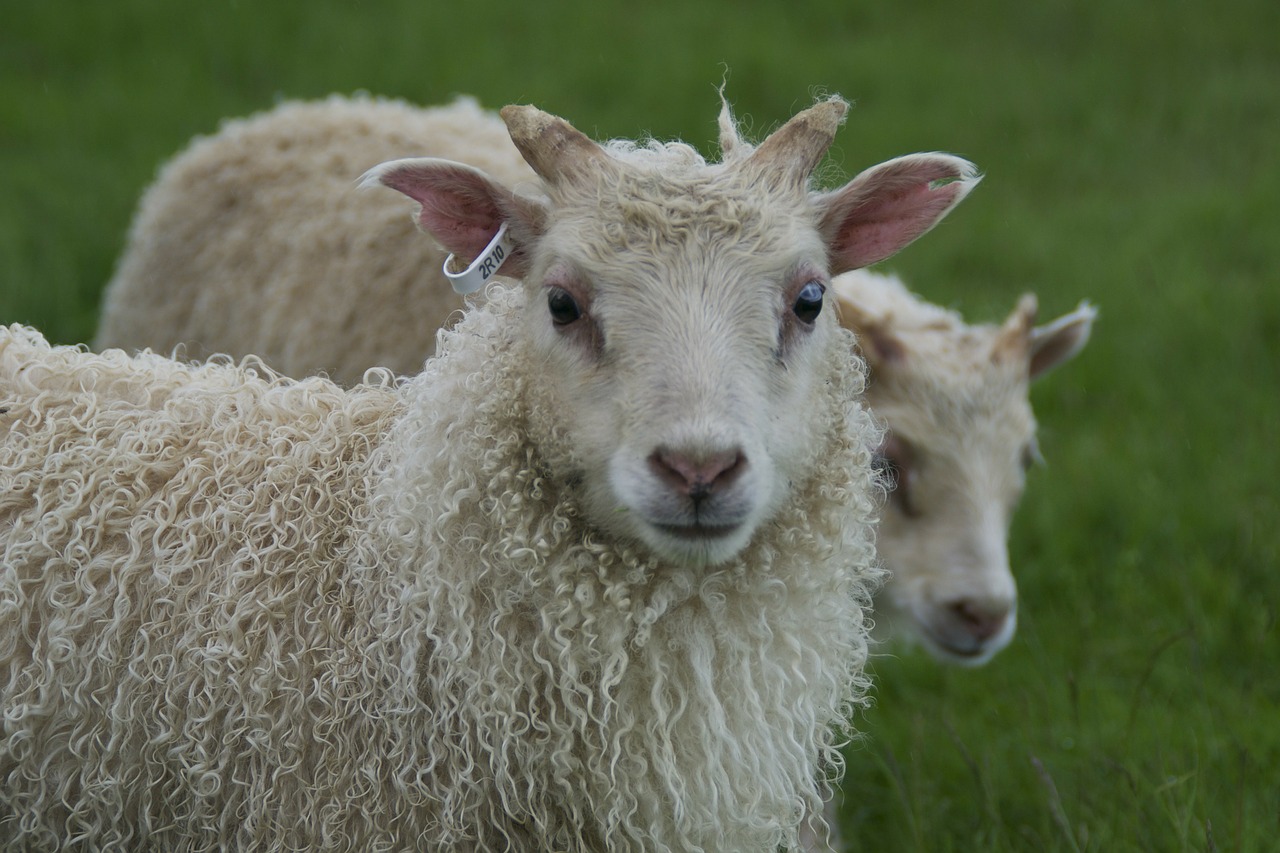 animals sheep lambs free photo