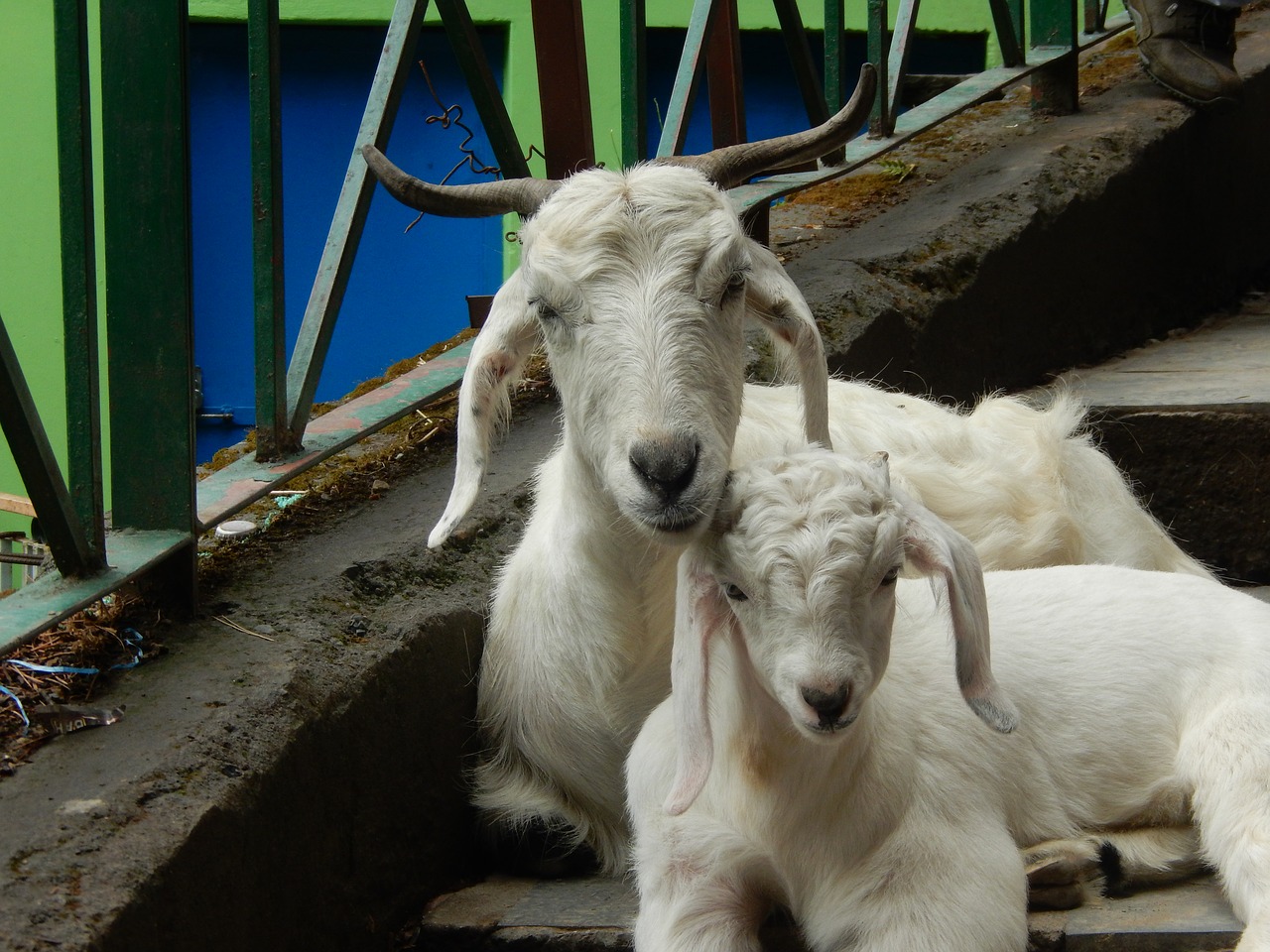 goats baby goat animals free photo