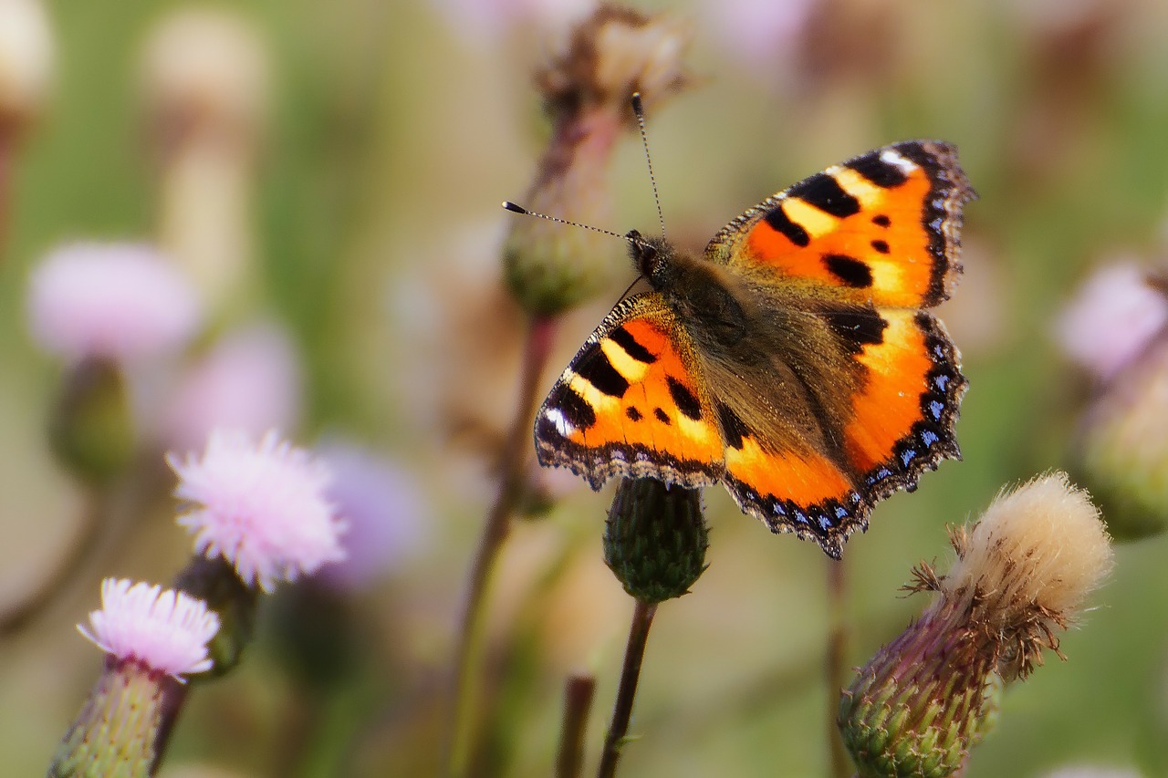 animals butterfly little fox free photo