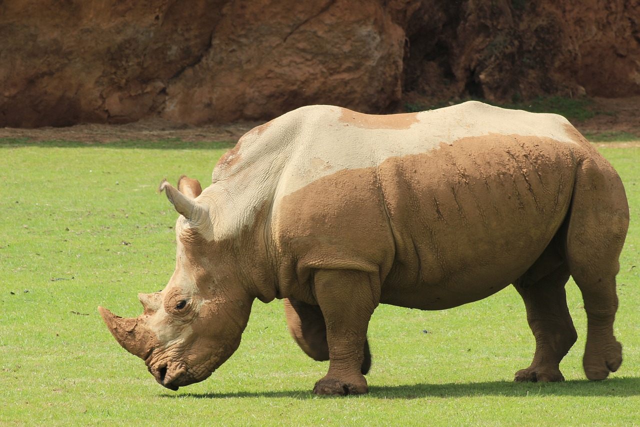 animals rhino zoo free photo