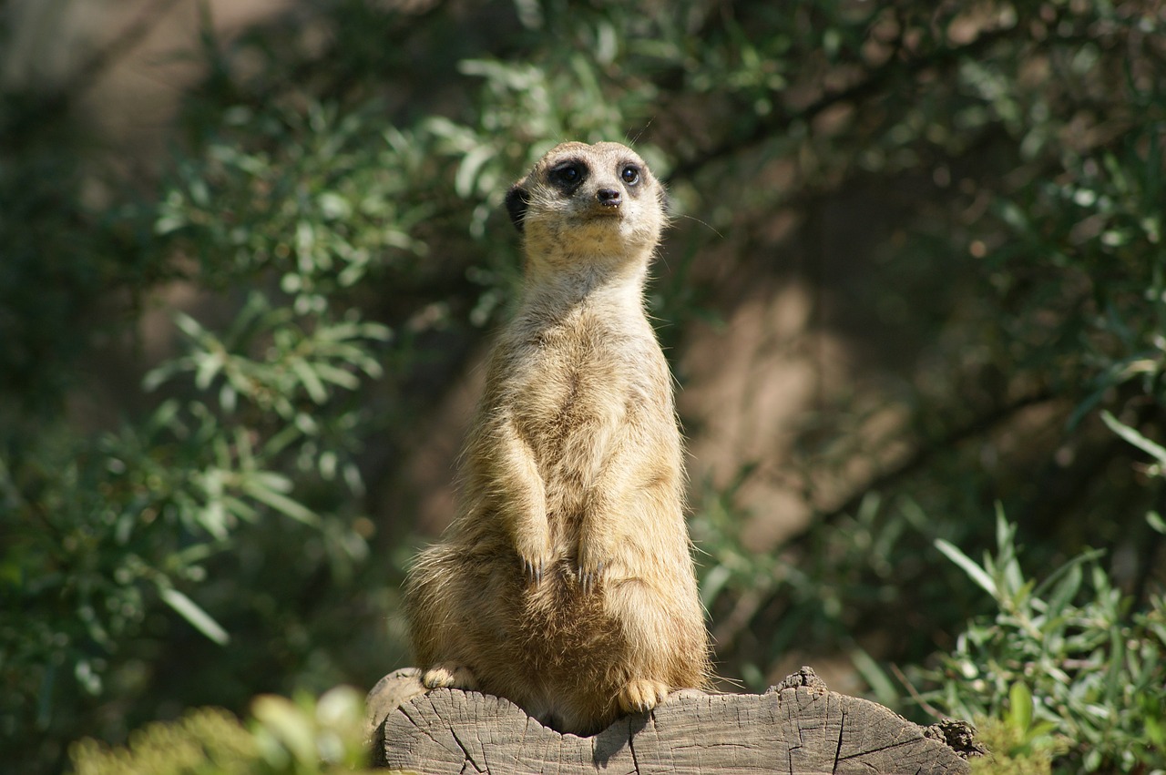 animals meerkat africa free photo