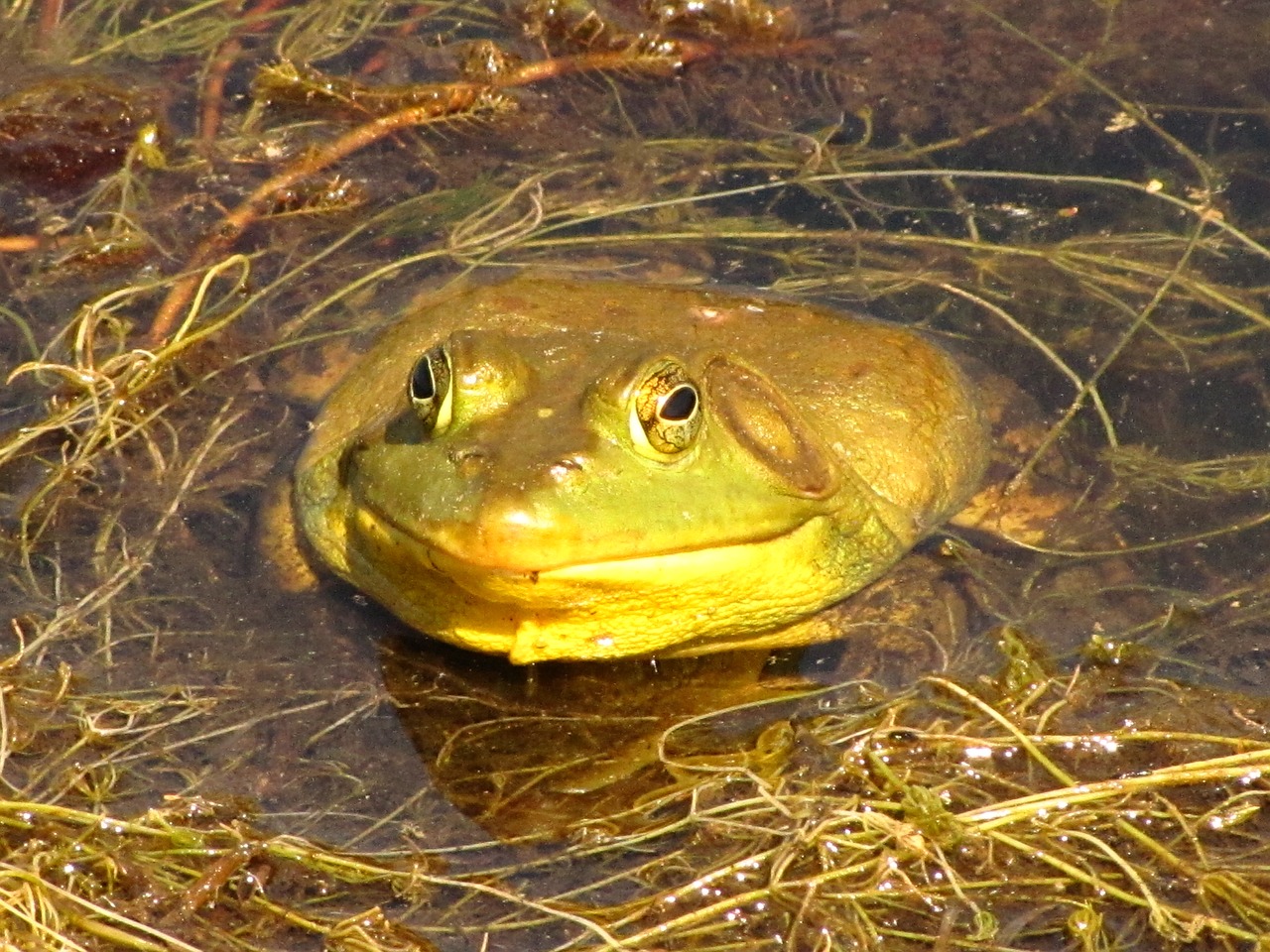 animals frogs pond free photo