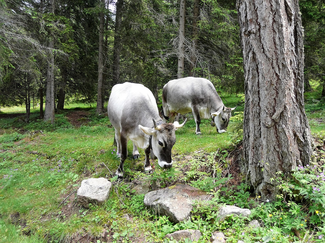 animals cows alm free photo