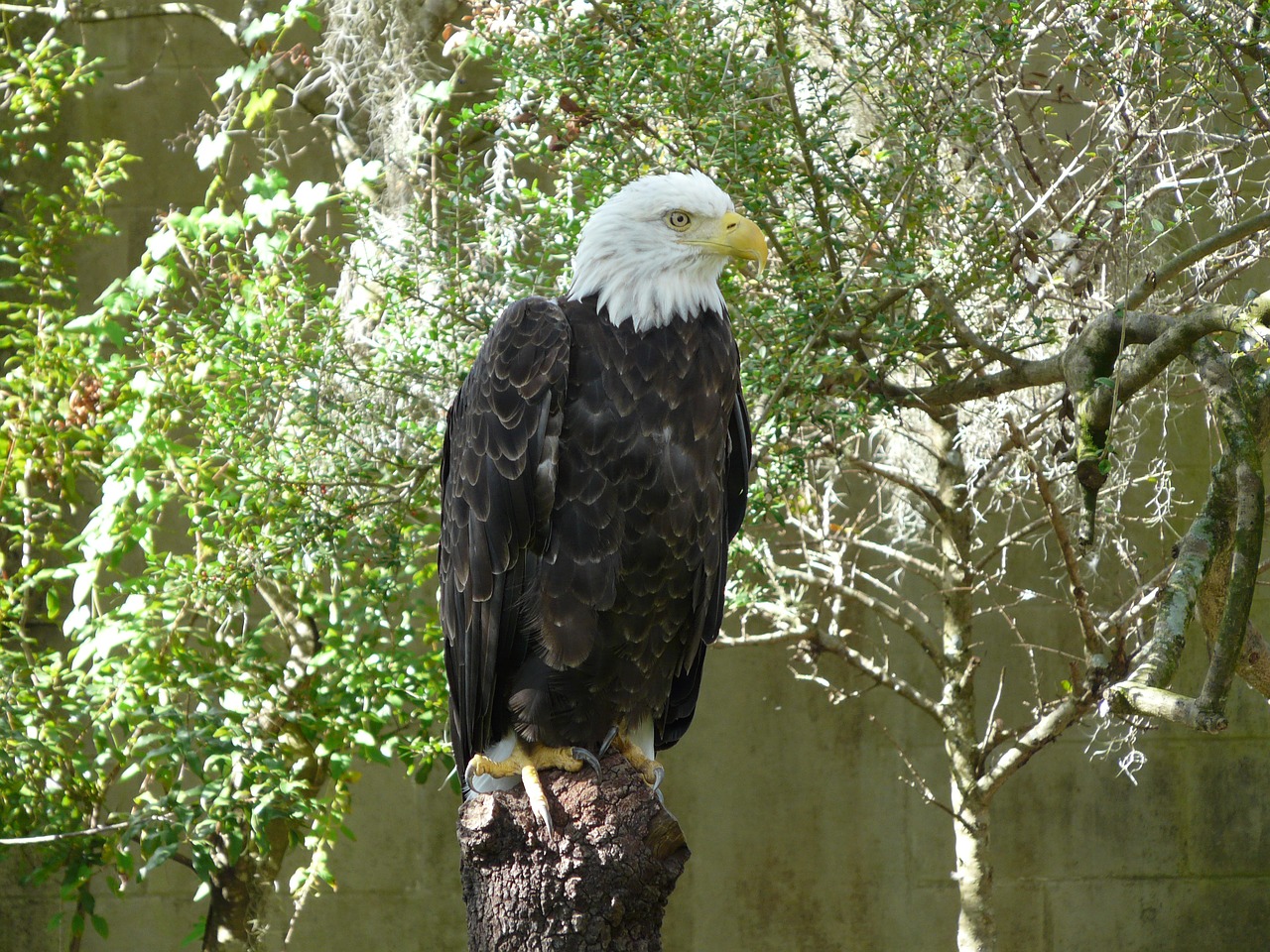 animals adler raptor free photo