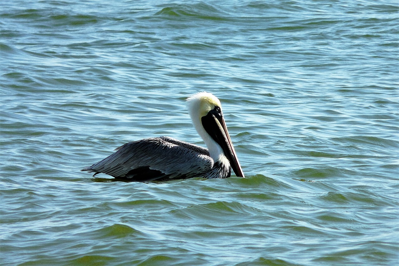 animals pelikan water bird free photo